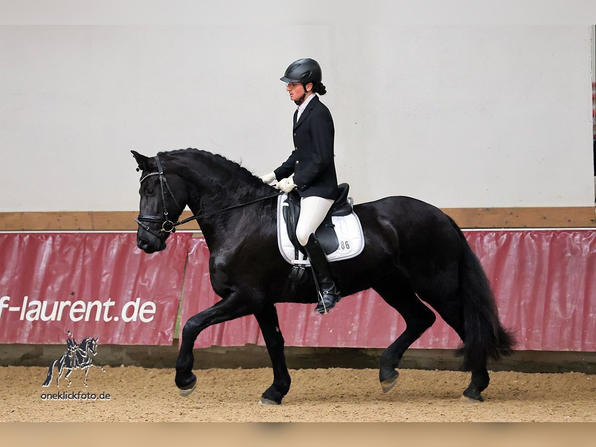 Friesen Stute 7 Jahre 165 cm Rappe in We&#xDF;ling