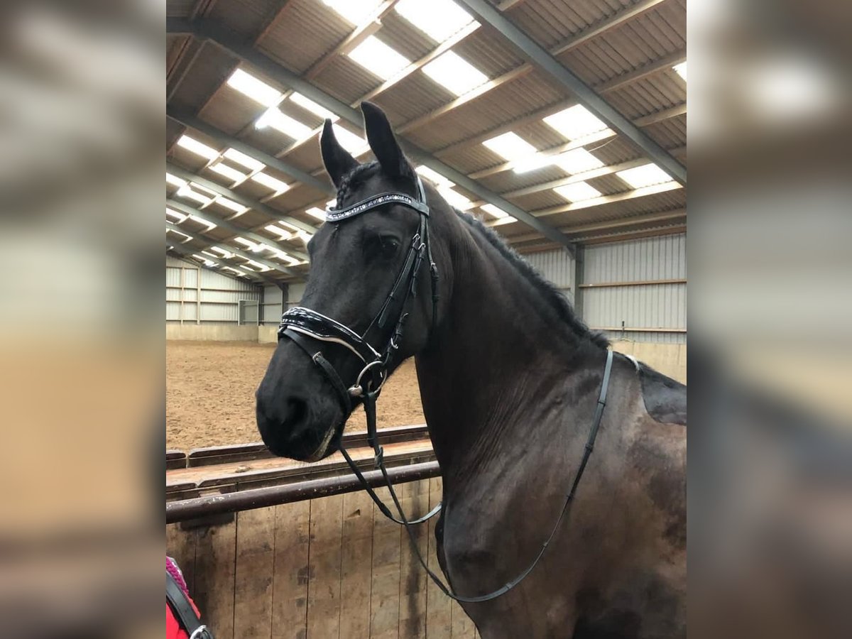Friesen Stute 8 Jahre 165 cm Rappe in Olching