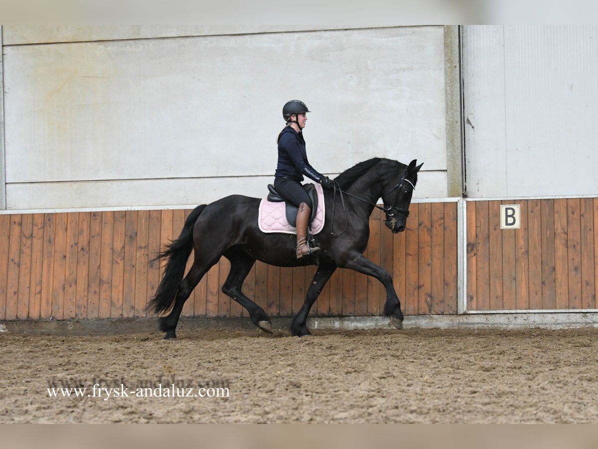 Friesen Stute 8 Jahre 165 cm in Mijnsheerenland