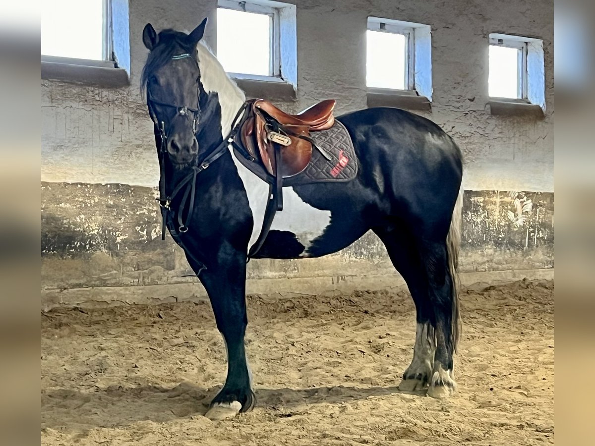 Friesen Mix Stute 9 Jahre 158 cm Schecke in Görzke