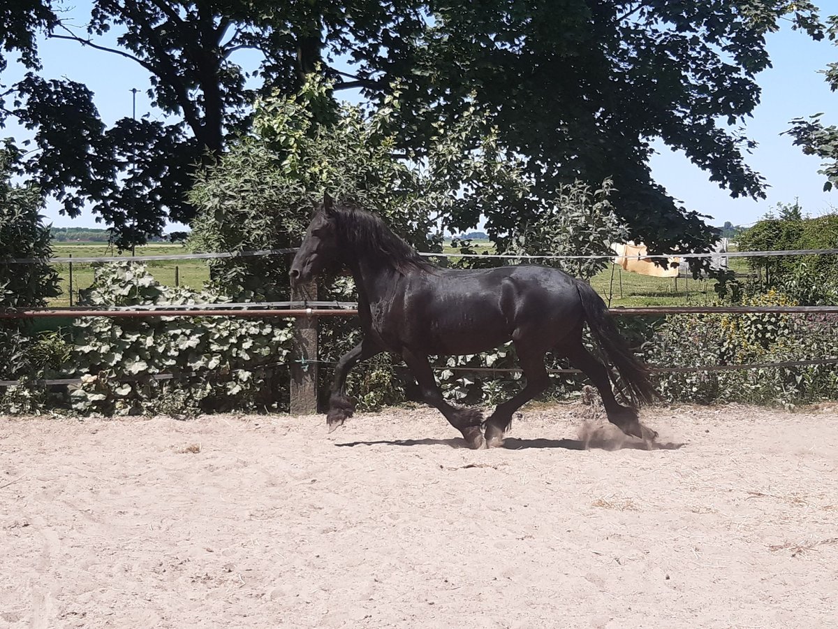Friesen Stute 9 Jahre 160 cm in Tzummarum
