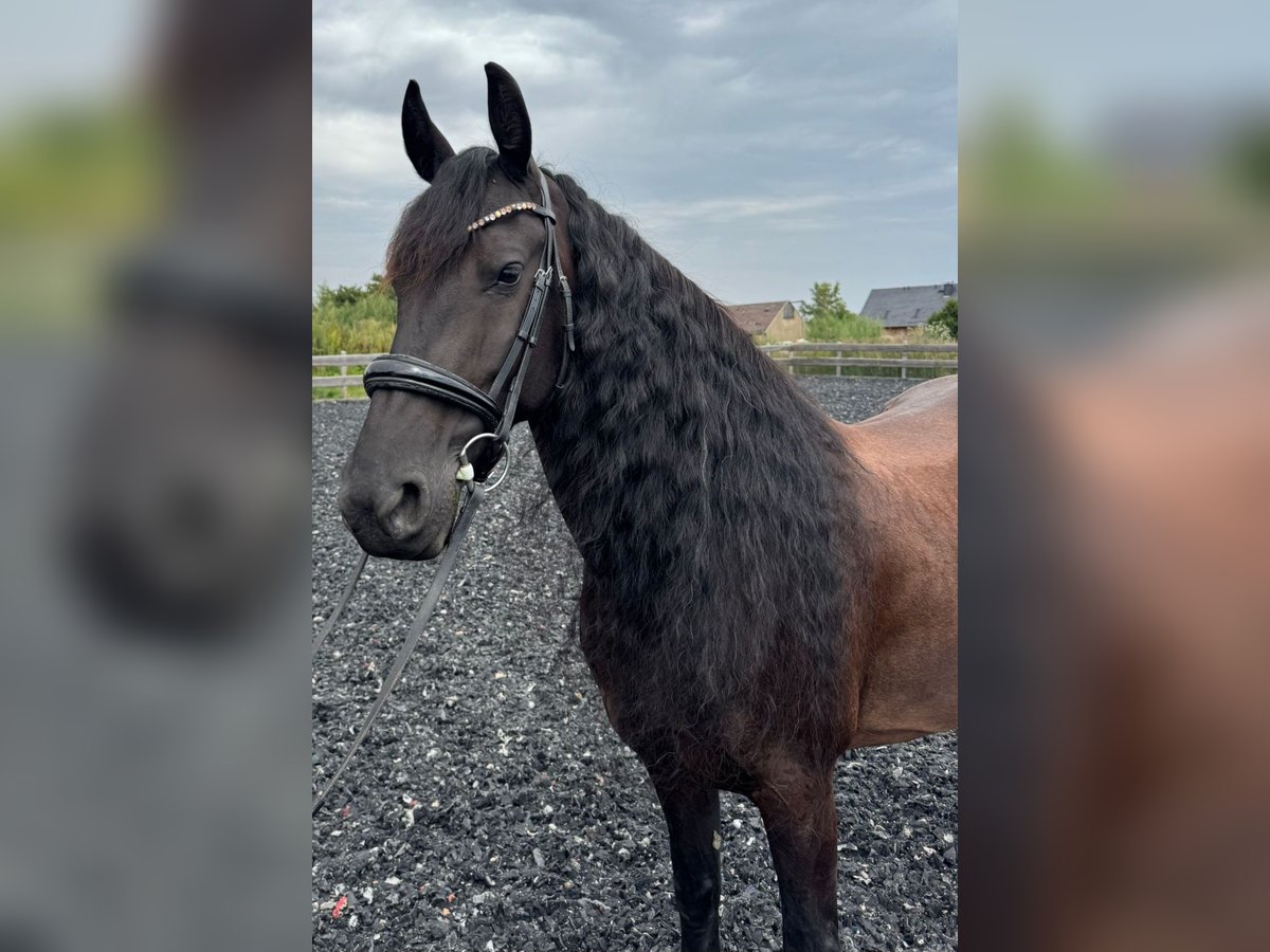 Friesen Stute 9 Jahre 165 cm Rappe in Mittweida