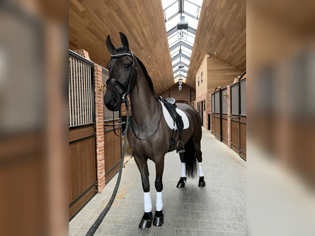 Friesen Stute 9 Jahre 166 cm Rappe in Belsele