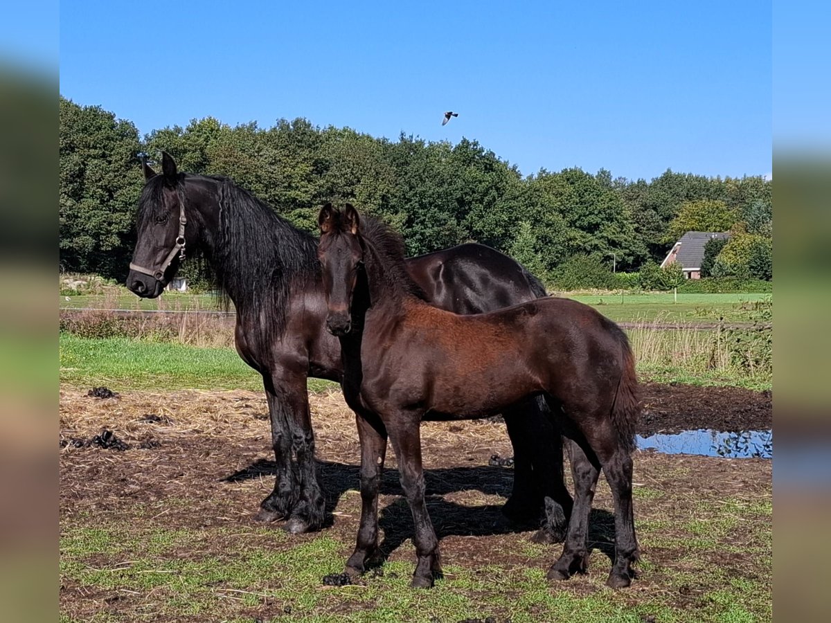 Friesen Stute Fohlen (05/2025) 165 cm Rappe in Dalen