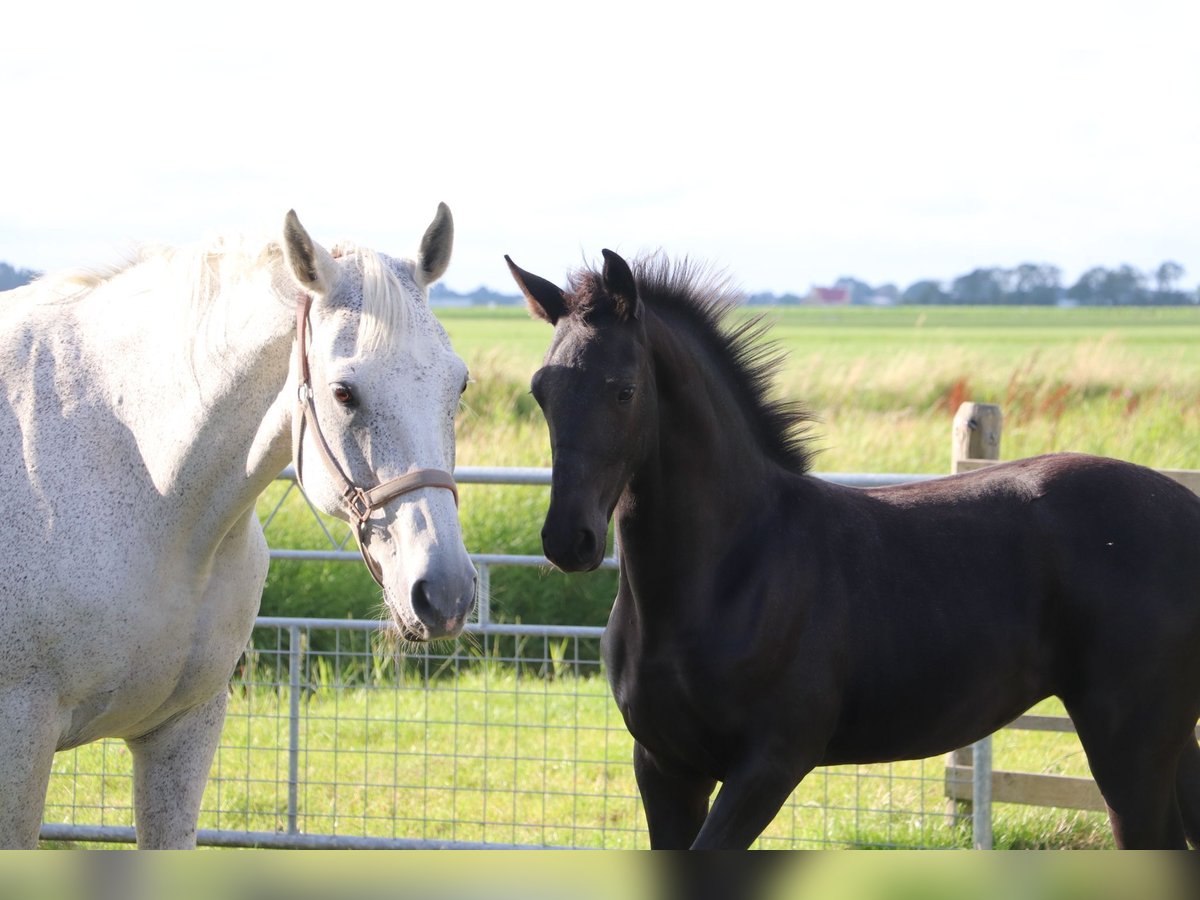 Friesen Mix Stute Fohlen (04/2024) Kann Schimmel werden in Franeker