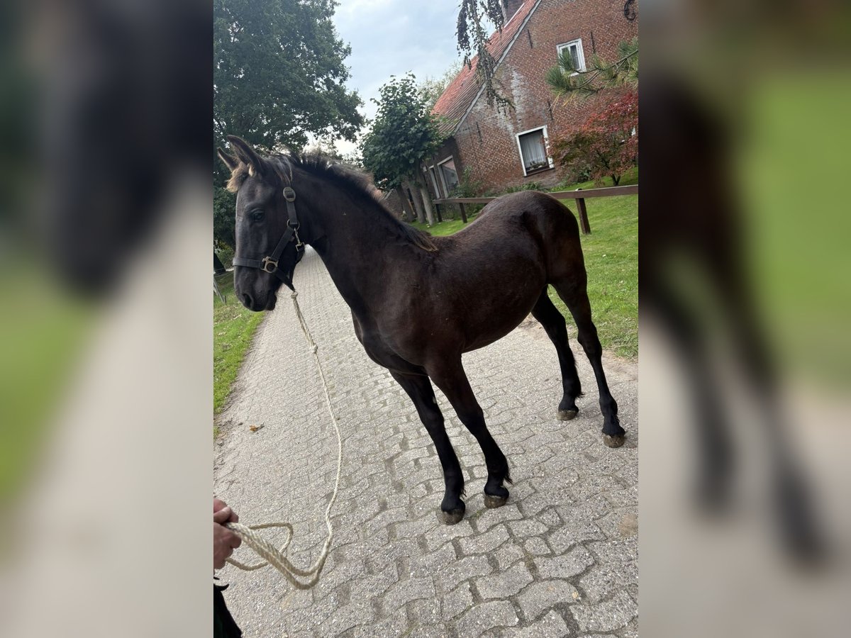 Friesen Stute Fohlen (03/2025) Rappe in Wittmund