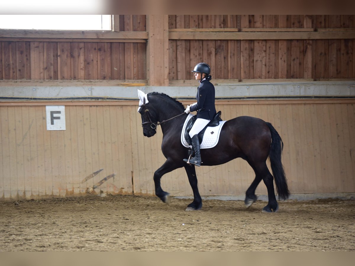 Friesen Wallach 10 Jahre 158 cm Rappe in Wels