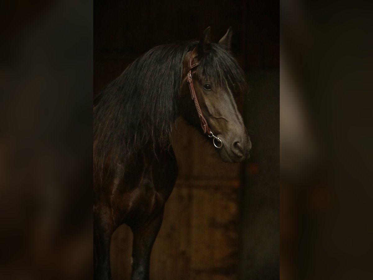 Friesen Wallach 10 Jahre 158 cm Rappe in Beelitz