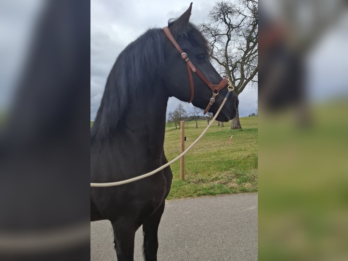 Friesen Wallach 10 Jahre 160 cm Rappe in Lorch