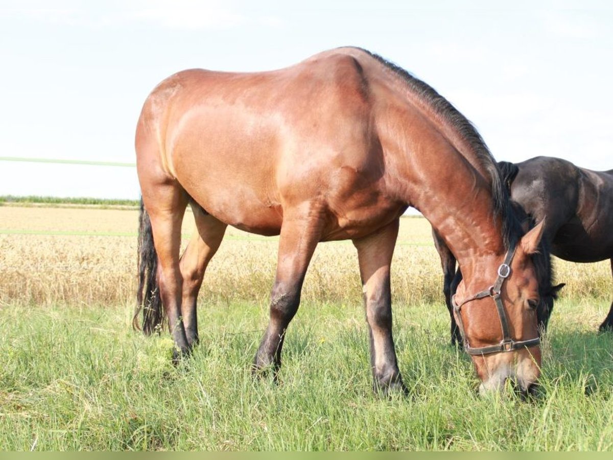 Friesen Mix Wallach 10 Jahre 165 cm Brauner in Breitenbrunn