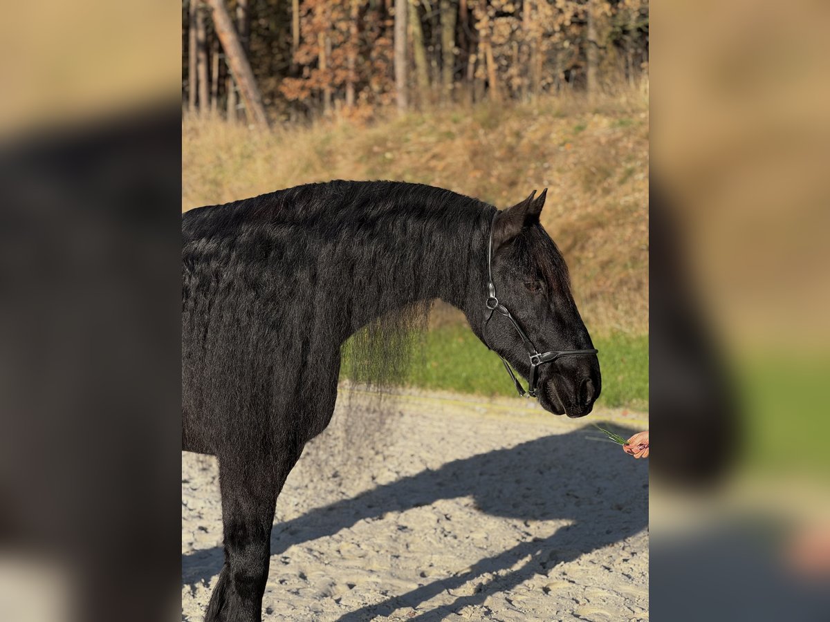 Friesen Wallach 11 Jahre 166 cm Rappe in Zahna-Elster