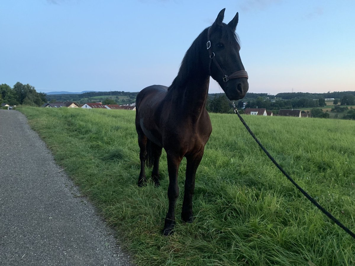 Friesen Wallach 11 Jahre in Hochdorf