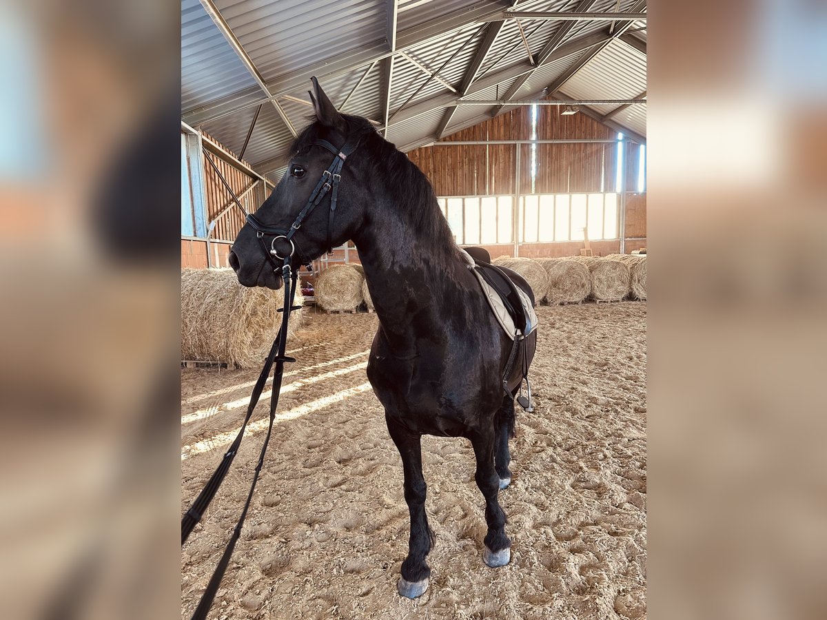 Friesen Mix Wallach 12 Jahre 160 cm Rappe in Hainichen