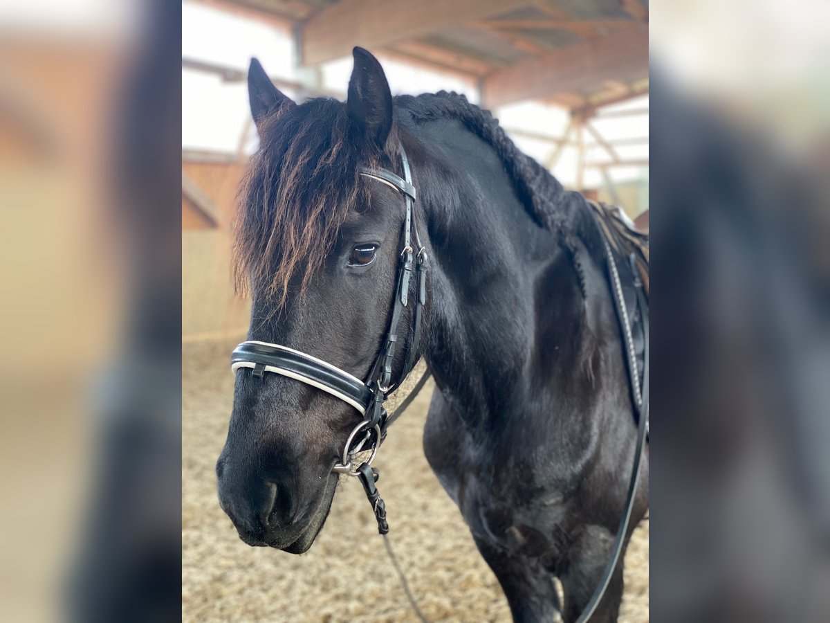 Friesen Wallach 13 Jahre 160 cm Rappe in Falkensee