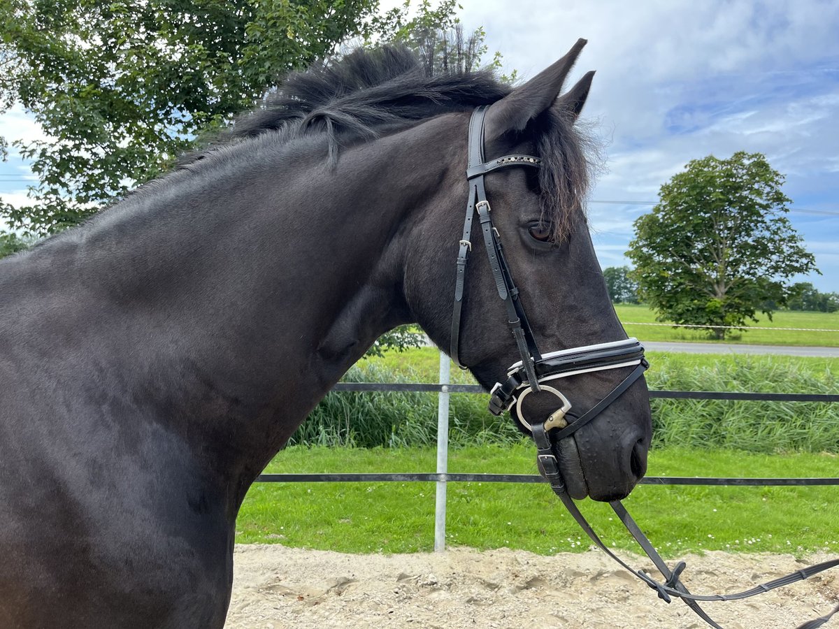 Friesen Wallach 13 Jahre 168 cm Rappe in EmdeN