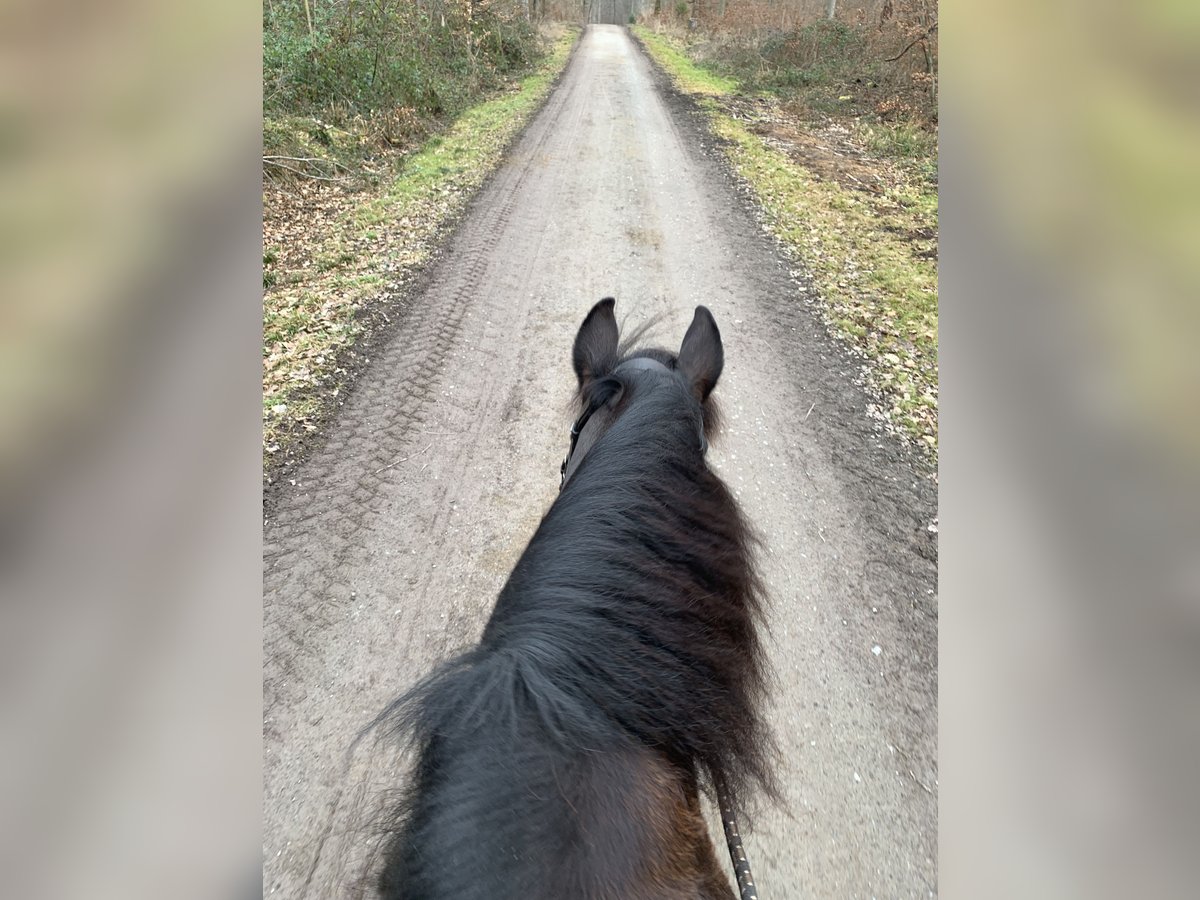 Friesen Mix Wallach 15 Jahre 158 cm Rappe in Hochdorf Eberdingen
