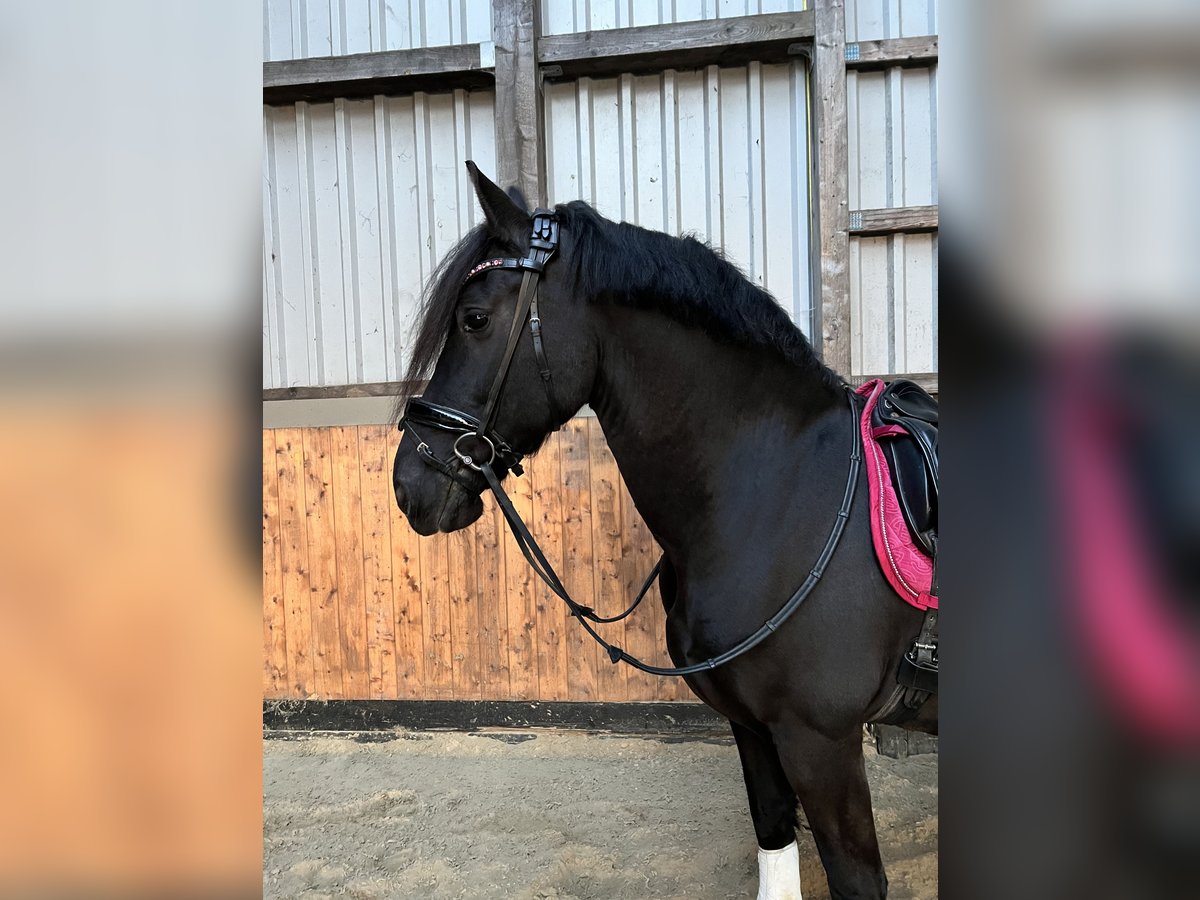 Friesen Wallach 15 Jahre 160 cm Rappe in Rantrum