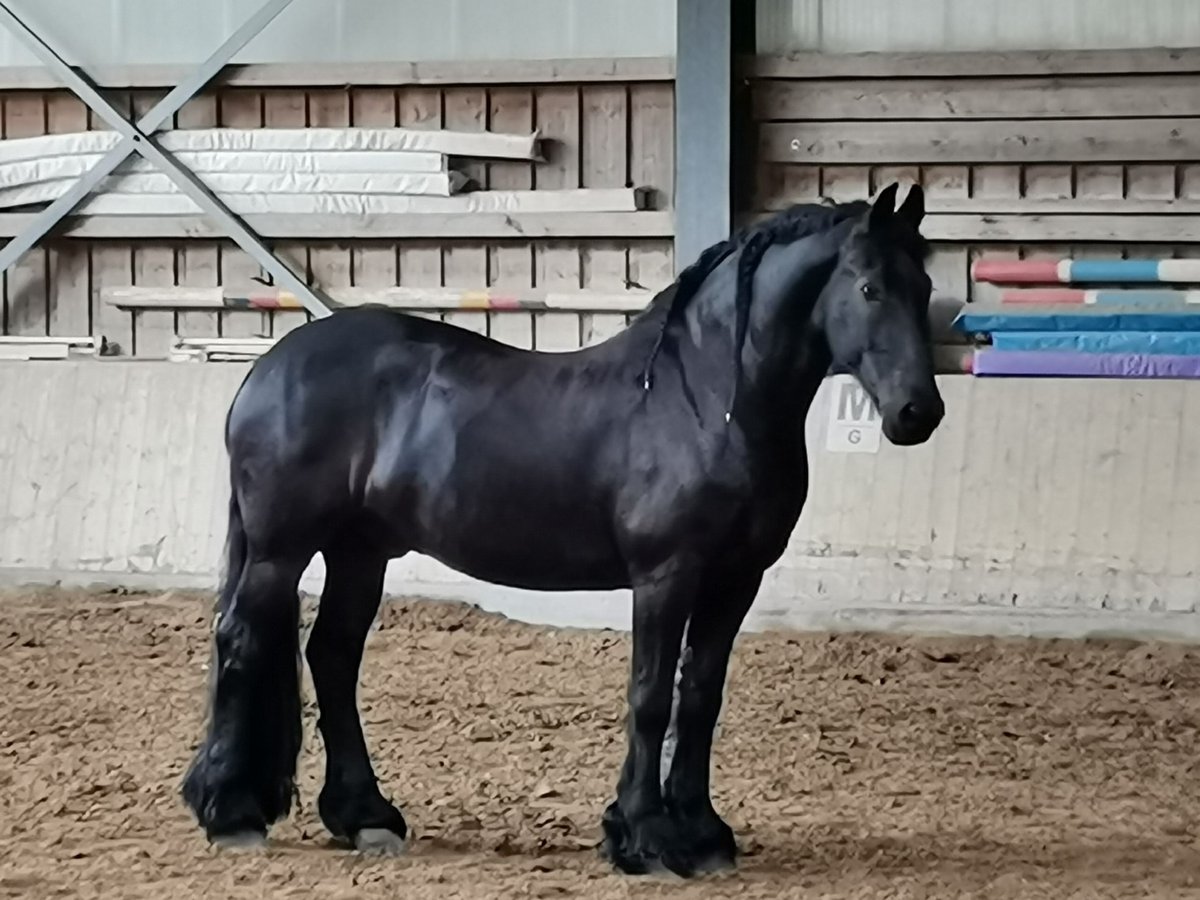Friesen Wallach 15 Jahre 173 cm Rappe in K&#xF6;ngen