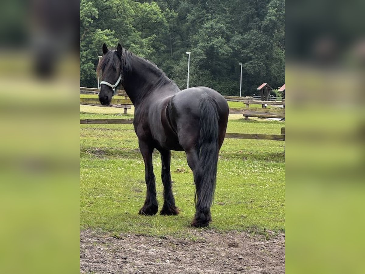 Friesen Wallach 16 Jahre 168 cm Rappe in Osterholz-Scharmbeck