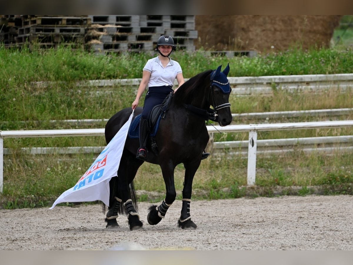 Friesen Wallach 17 Jahre 170 cm Rappe in Schopfheim