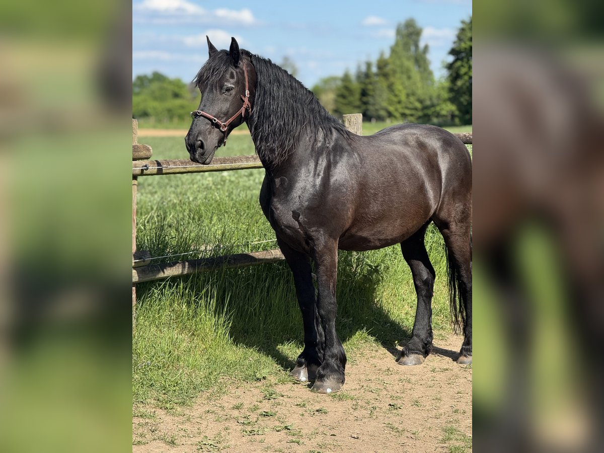 Friesen Wallach 18 Jahre 165 cm Rappe in Wachtberg