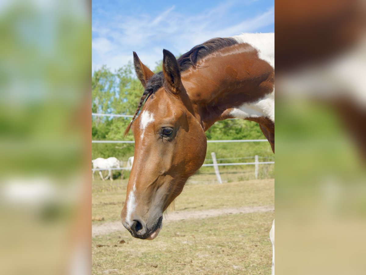 Friesen Mix Wallach 2 Jahre 160 cm Schecke in Romorantin-Lanthenay