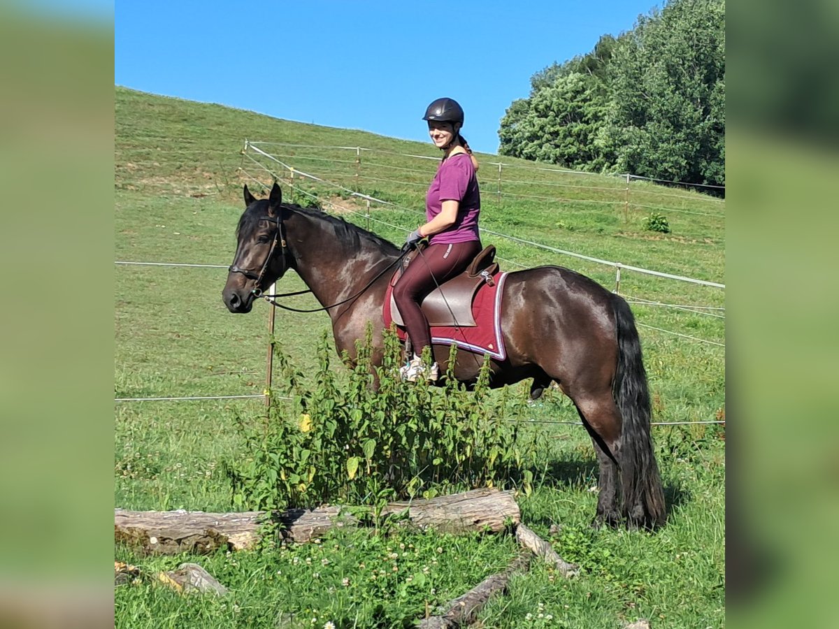 Friesen Mix Wallach 3 Jahre 152 cm Rappe in Bayerbach