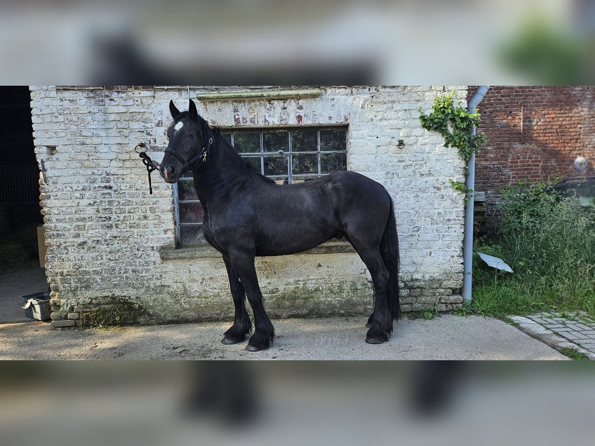 Friesen Wallach 3 Jahre 160 cm Schwarzbrauner in Neukirchen-Vluyn