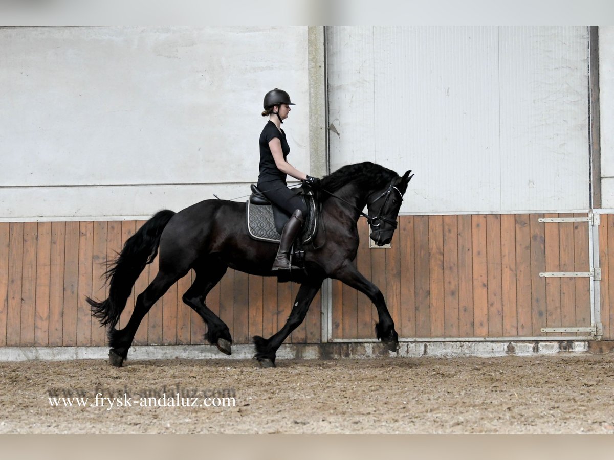 Friesen Wallach 3 Jahre 163 cm Rappe in Mijnsheerenland