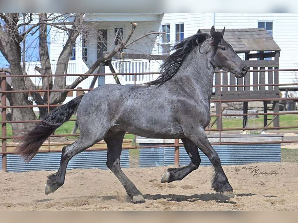 Friesen Wallach 3 Jahre 163 cm Roan-Blue in Dyer