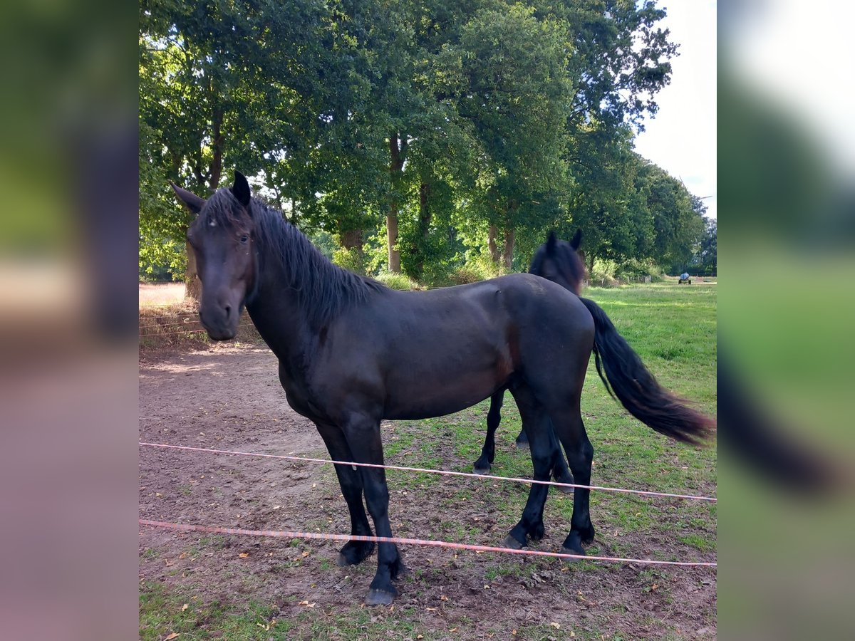 Friesen Mix Wallach 3 Jahre 164 cm Rappe in Gro&#xDF;efehn Bagband