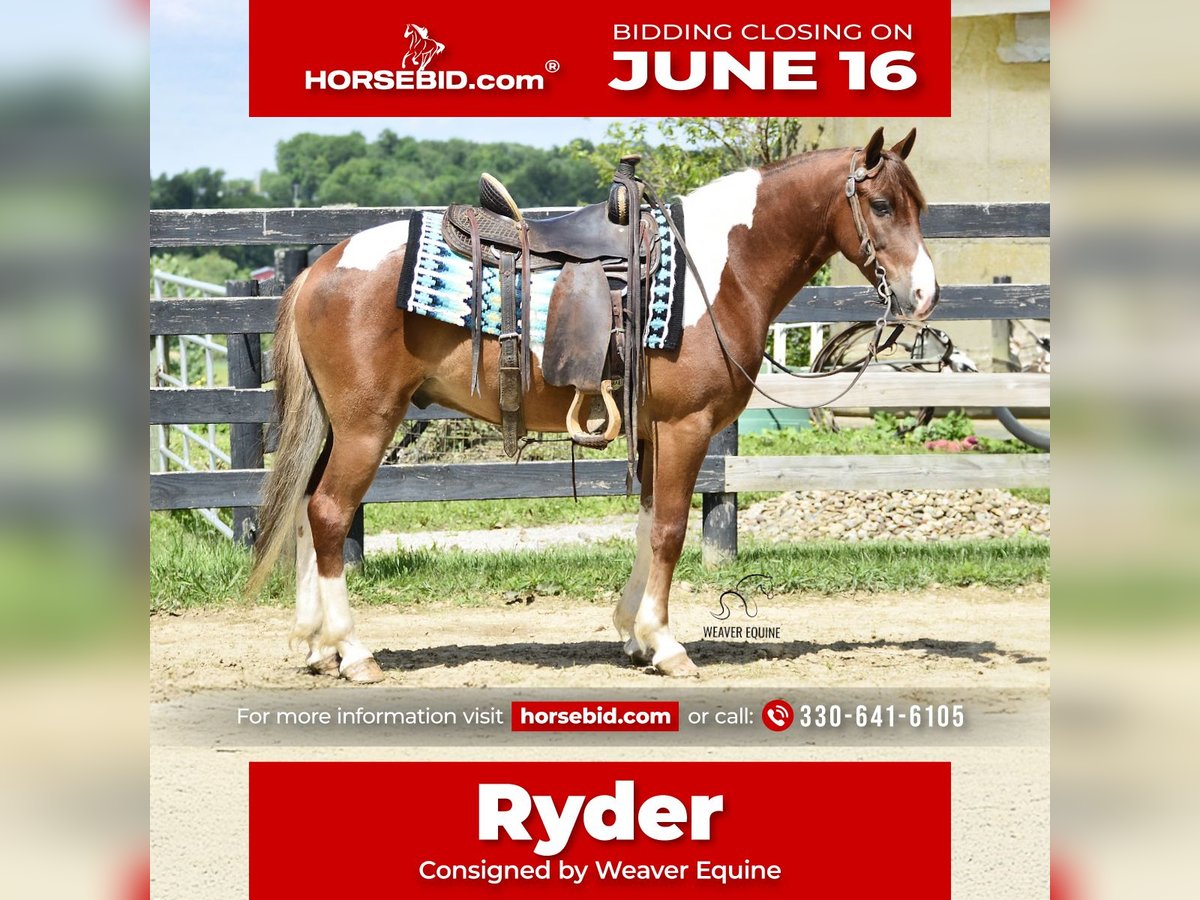 Friesen Mix Wallach 4 Jahre 142 cm in Fredericksburg, OH
