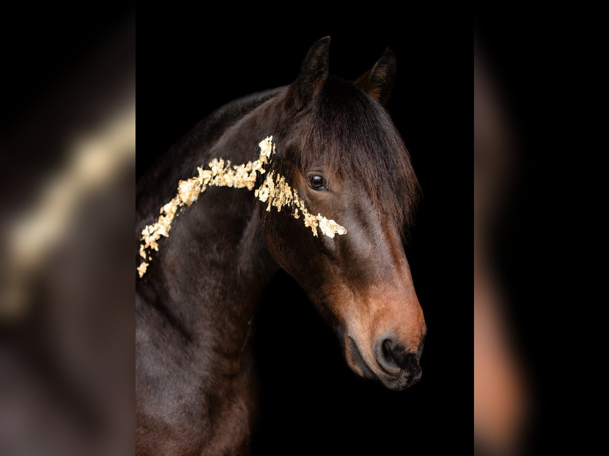 Friesen Mix Wallach 4 Jahre 155 cm Brauner in Jever