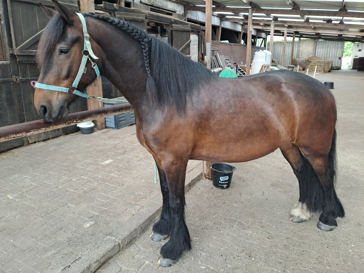 Friesen Mix Wallach 4 Jahre 155 cm Brauner in Jever