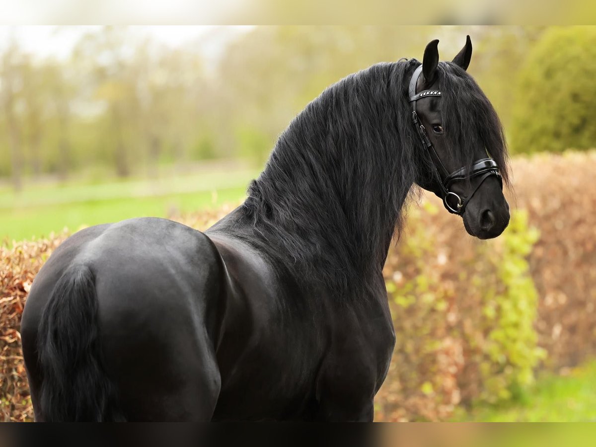 Friesen Wallach 4 Jahre 165 cm Rappe in Marum