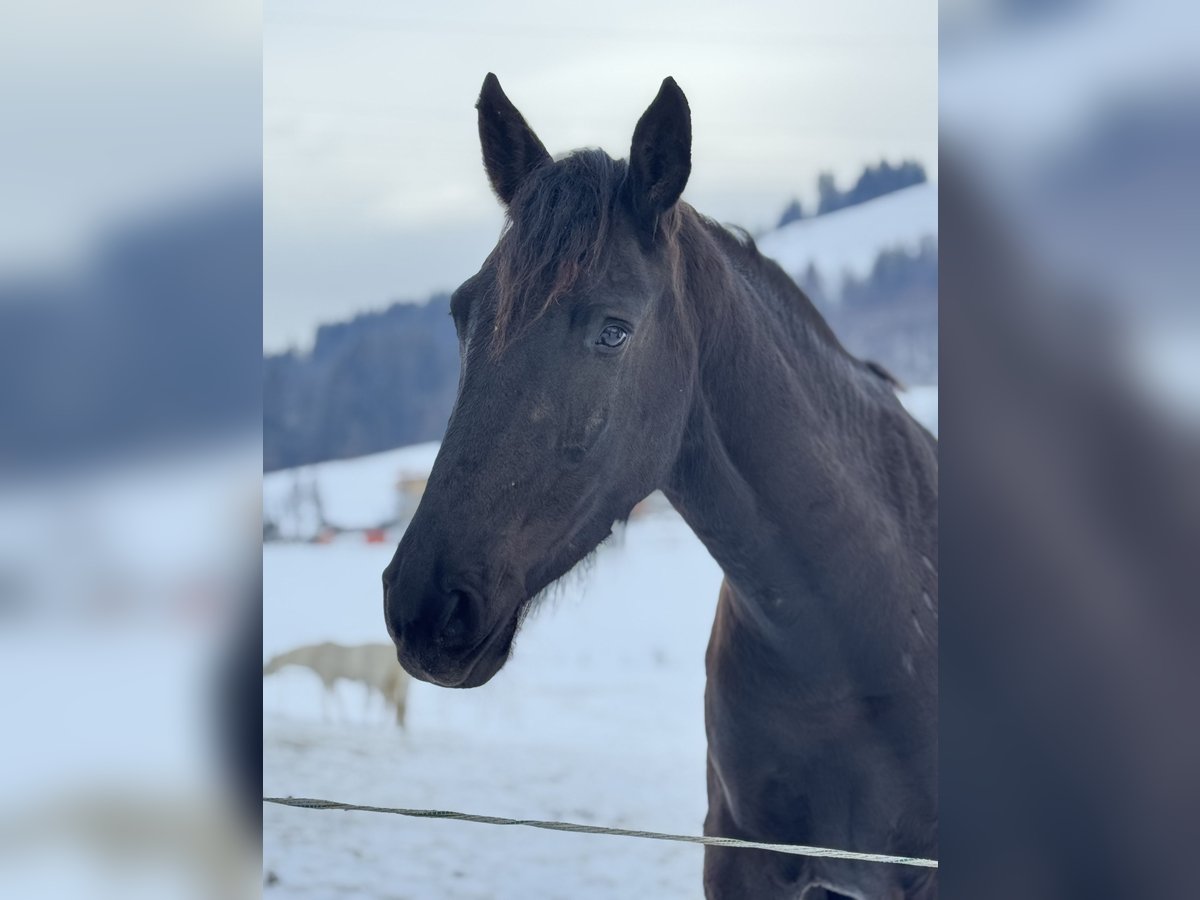 Friesen Mix Wallach 4 Jahre 170 cm Rappe in Kitzb&#xFC;hel