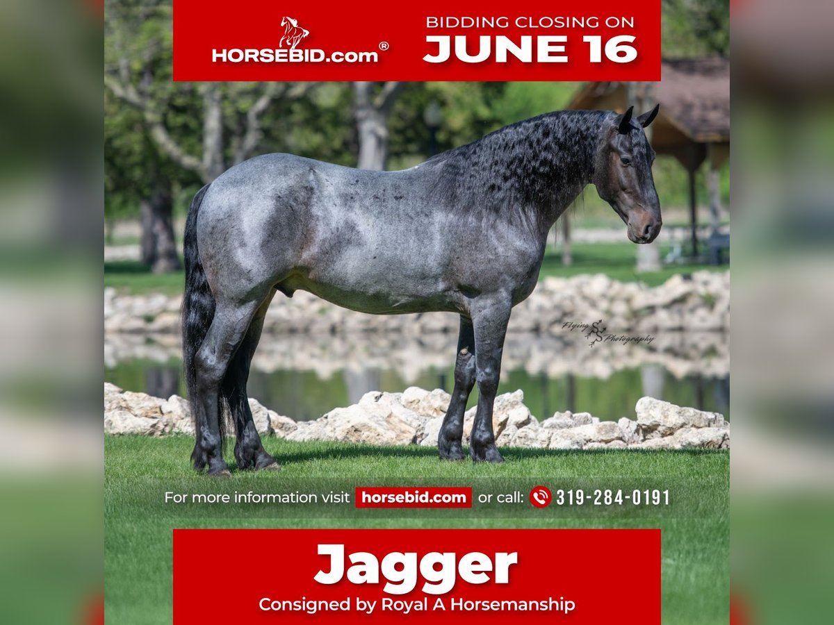 Friesen Mix Wallach 5 Jahre 155 cm Roan-Blue in Hazleton, IA