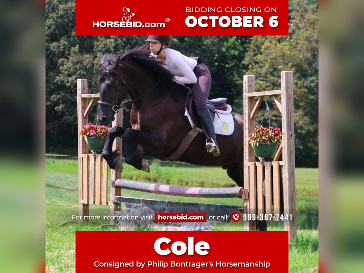 Friesen Mix Wallach 5 Jahre 165 cm Rappe in Howell, MI