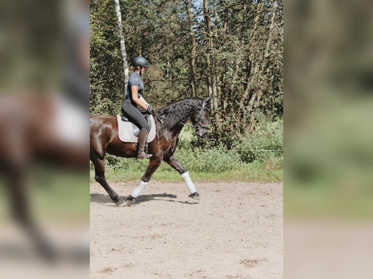 Friesen Wallach 5 Jahre 170 cm Schwarzbrauner in Weilheim in Oberbayern