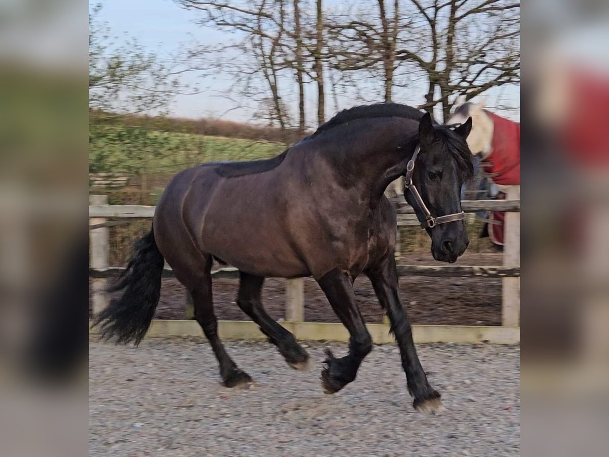 Friesen Wallach 6 Jahre 152 cm Braunfalbschimmel in Neckargem&#xFC;nd