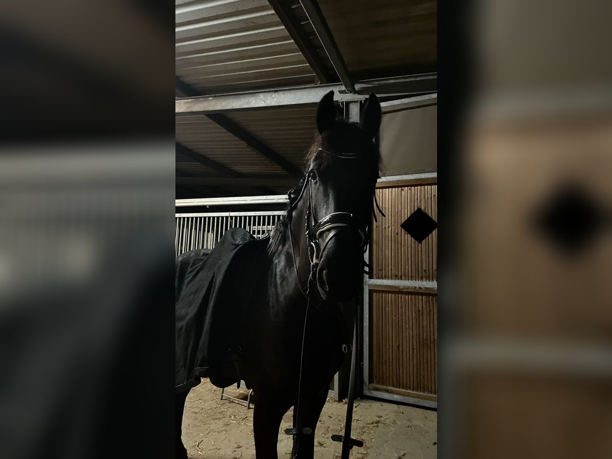 Friesen Wallach 6 Jahre 163 cm Rappe in Erkelenz
