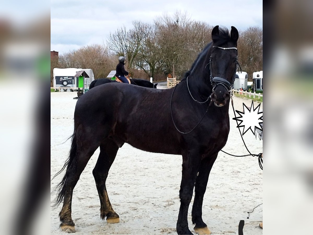 Friesen Wallach 6 Jahre 164 cm Rappe in Langenfeld