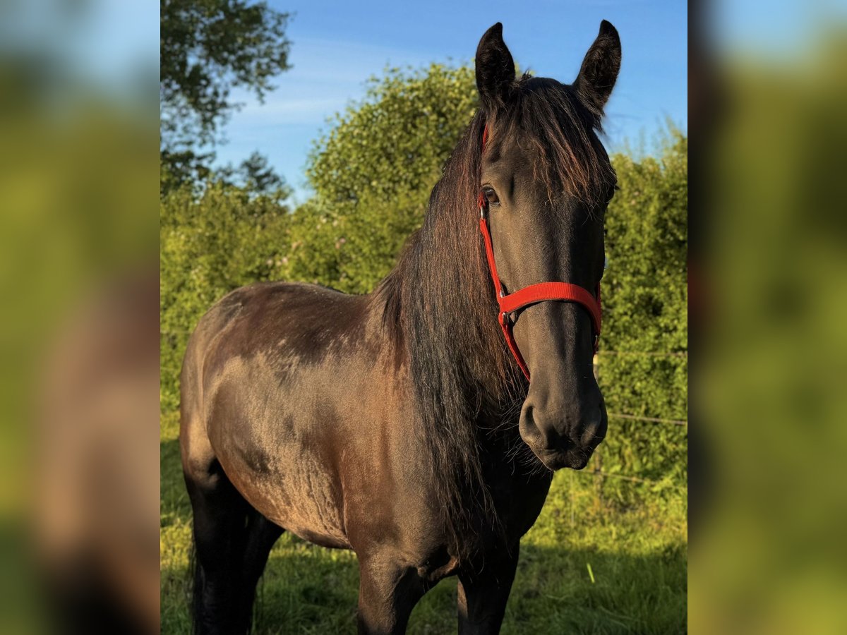 Friesen Wallach 6 Jahre 166 cm Rappe in Barkelsby