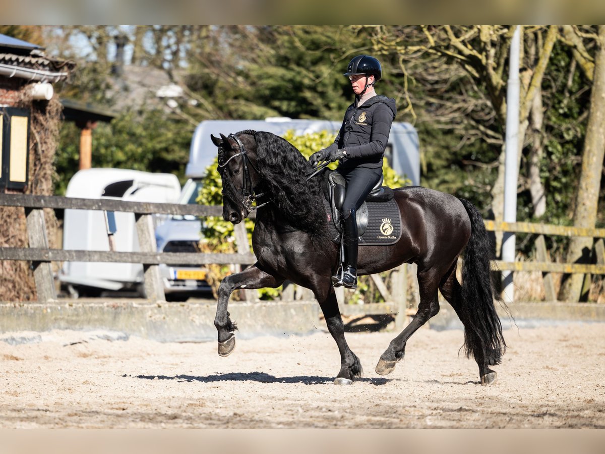 Friesen Wallach 6 Jahre Rappe in Aalsmeer