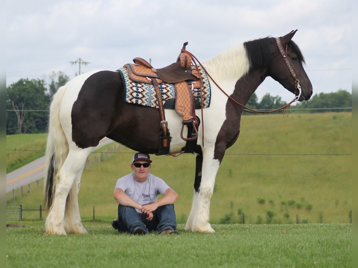 Friesen Wallach 7 Jahre 160 cm Tobiano-alle-Farben in Mt. Vernon KY