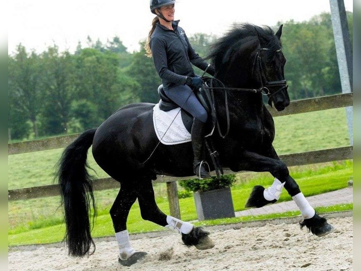 Friesen Wallach 7 Jahre 163 cm Rappe in Amsterdam