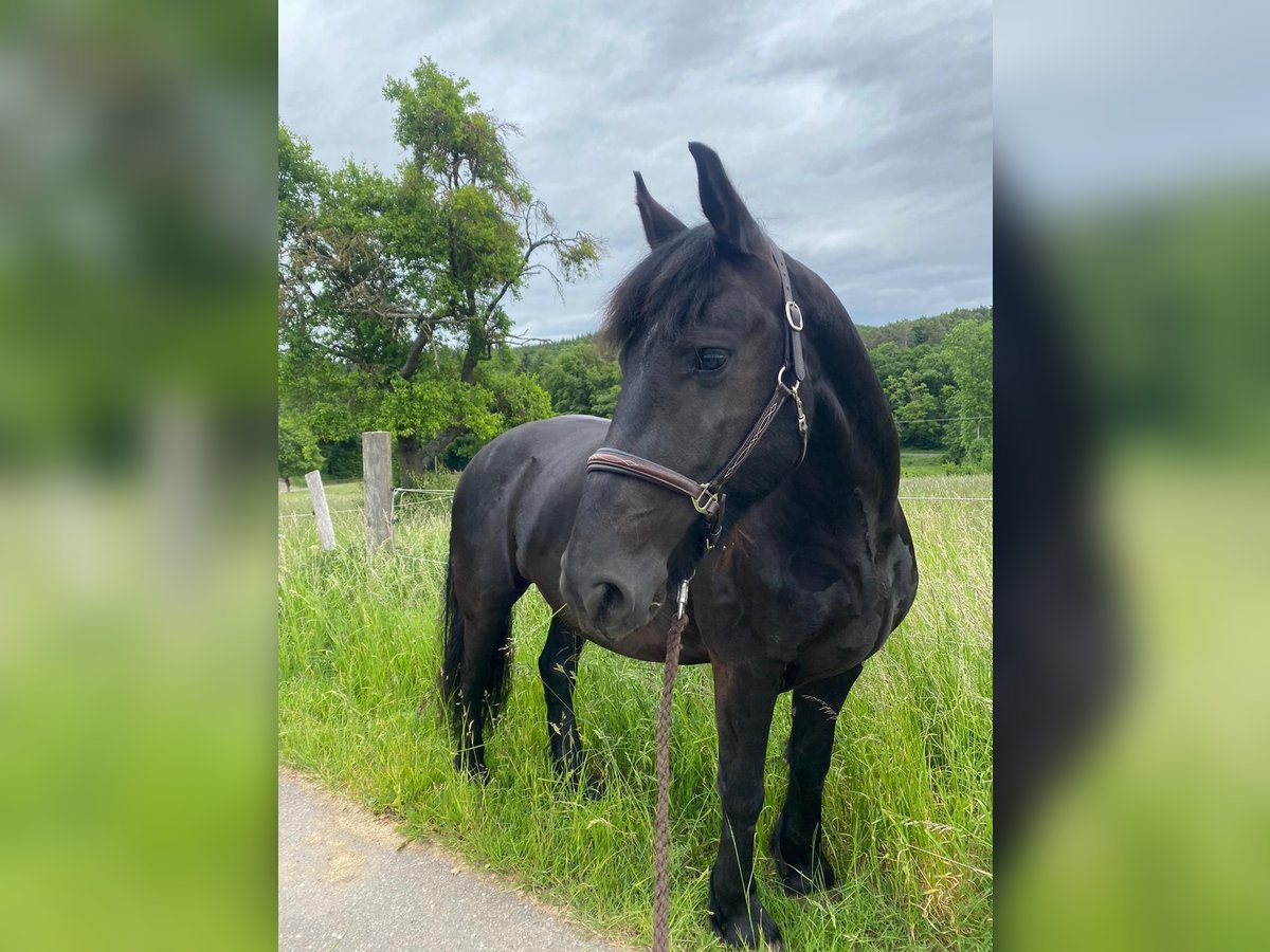 Friesen Wallach 7 Jahre 165 cm Rappe in Rheinbach
