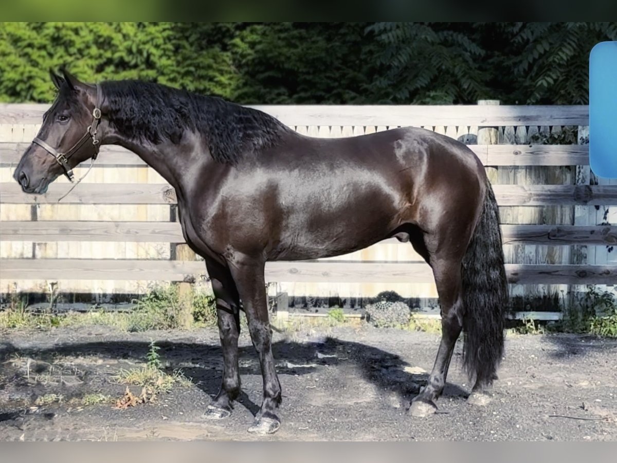 Friesen Wallach 7 Jahre 168 cm Rappe in Allentown