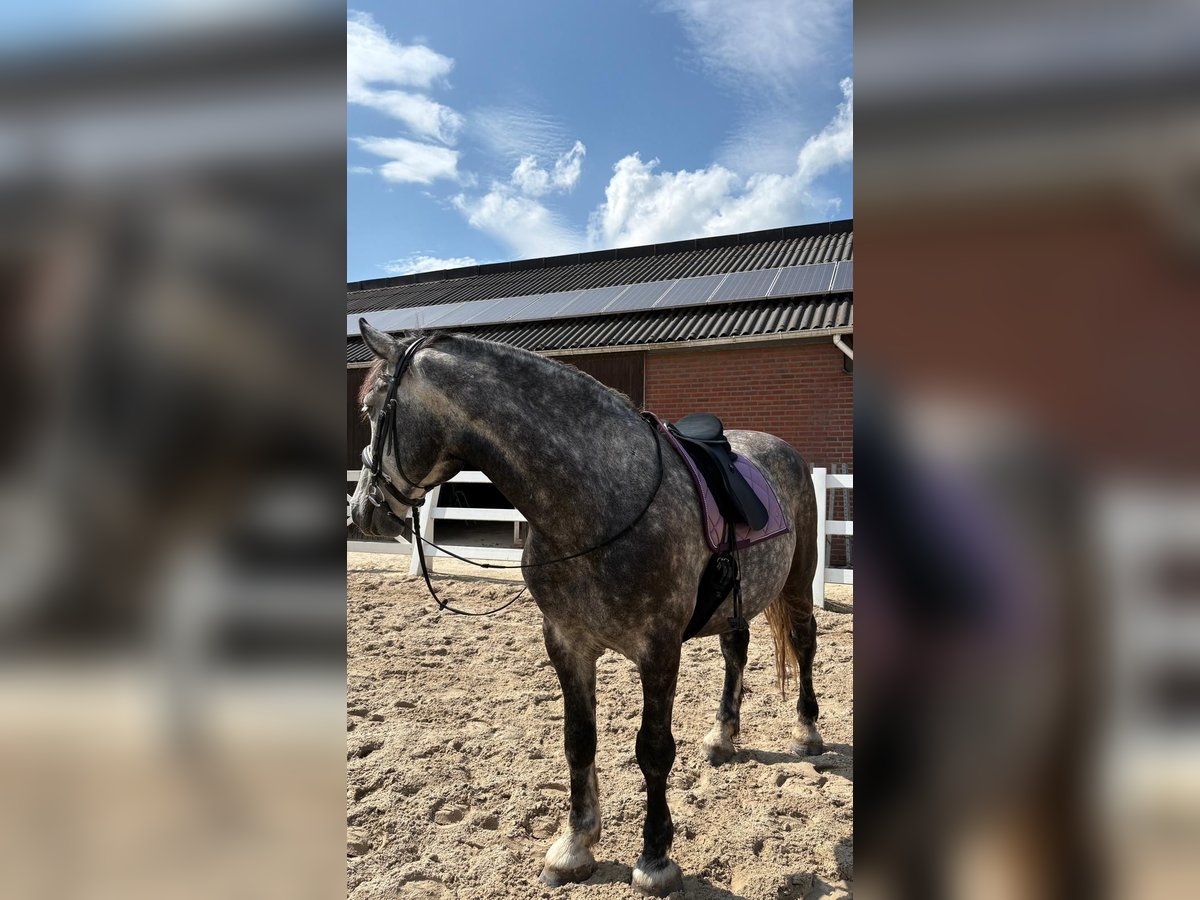 Friesen Mix Wallach 7 Jahre 168 cm Rappschimmel in Maria-Hoop