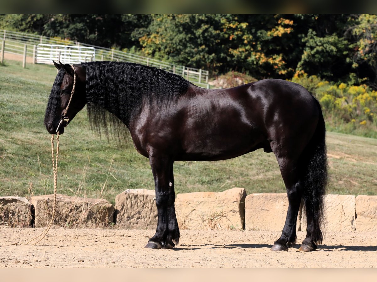 Friesen Mix Wallach 8 Jahre 170 cm Rappe in Millersburg